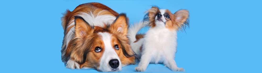 Diminutives in Spanish